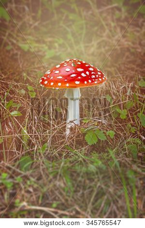 Amanita Grows In The Forest. Poison Mushroom.