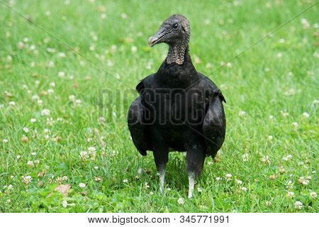 A Turkey Vulture Standing On A Field Of Grass Near Conowingo Dam, Cecil County, Maryland, U.s.a
