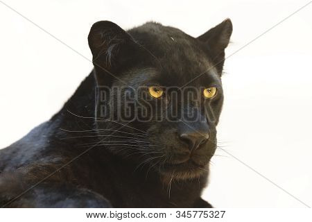 The Leopard (panthera Pardus) Portrait. Melanistic Leopard Are Also Called Black Panther.