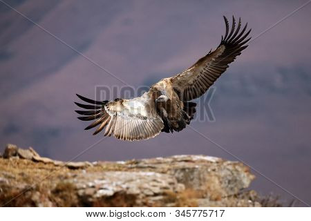 The Cape Griffon Or Cape Vulture (gyps Coprotheres) Landing On The Rock. Huge Vulture In Purple Ligh