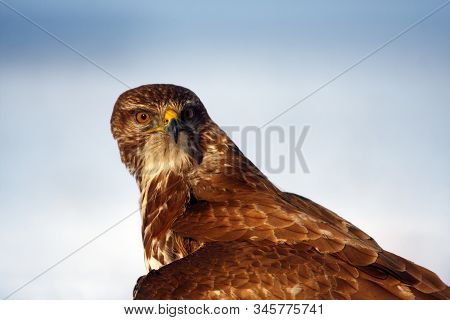 The Common Buzzard (buteo Buteo), Portrait Of The Buzzard.
