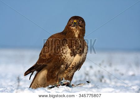 The Common Buzzard (buteo Buteo) Feeding On Snow With Blue Sky In The Background. Buzzard Feeding In