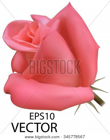 Vector Photo-realistic Rose. Pink Rose Isolated On White Background. Vector Mesh Rose.