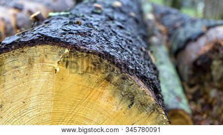 Close Up Cross Section Of The Wood, Sawn Logs. Stack Of Sawn Logs. Natural Wooden Decor Background.
