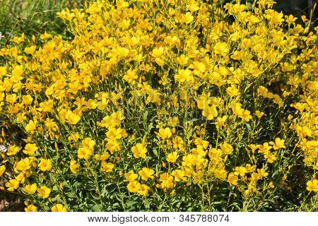 Yellow Flax (linum) Flowers Lit By The Sun. Natural Floral Background.