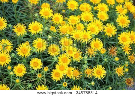 Natural Floral Background. Many Yellow Flowers Of Inula Ensifolia. Medicinal Plant