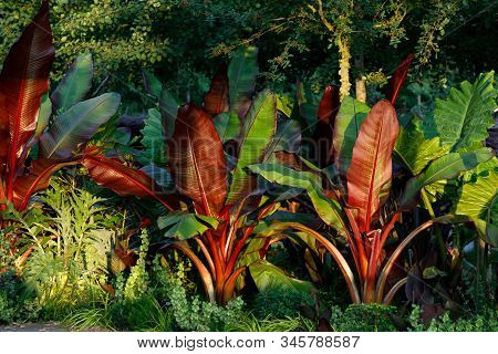 Red Abyssinian Banana Ensete Ventricosum Maurelii Planted In Public Park. Leaves Of A Tropical Plant