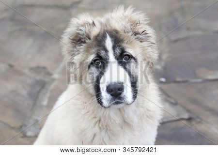 Cute Caucasian Shepherd Puppy. Caucasian Shepherd Dog Is 4 Month.