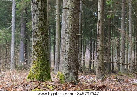 Coniferous Stand Of Spruces In Winter Cloudy Morning