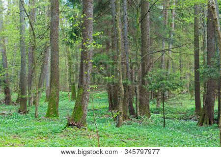 Old Alder Trees In Spring