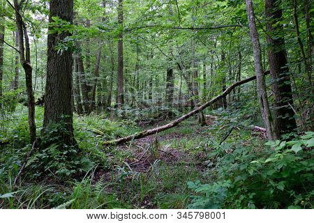 Alder Tree Deciduous Stand