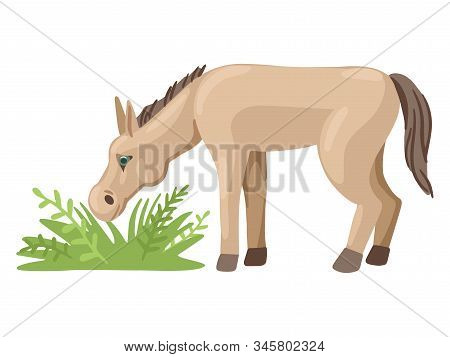 Foal Or A Donkey Grazes In A Meadow, Eats Grass. Vector Character.