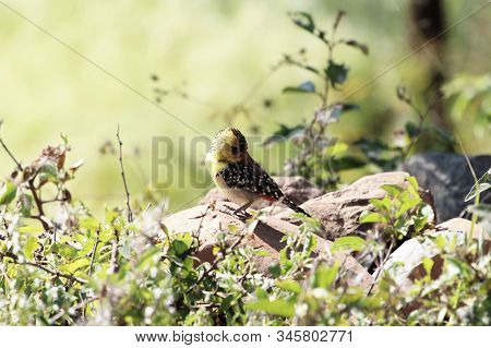 Yellow Breasted Barbet, Trachyphonus Margaritatus, On A Rock In East Africa.
