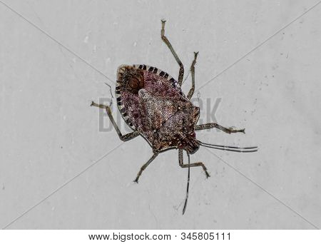 Bug On The Wall. Bedbug. Asian Insect