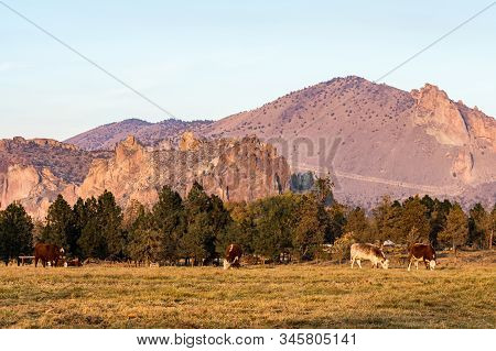 A Group Of Cows Grazing At Sunset With Smith Rock State Park In The Background In Terrebonne, Oregon