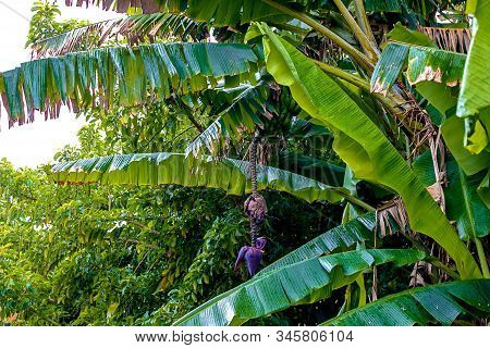Tropical Garden In Sala Colonia And Islamic Complex Chellah, Mosque And Minaret. Chellah Is The Necr