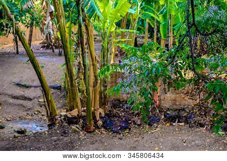 Tropical Garden In Sala Colonia And Islamic Complex Chellah, Mosque And Minaret. Chellah Is The Necr