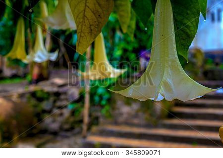 Brugmansia Close-up On The Background Of The Ruins Of Sala Colonia And The Islamic Complex Chellah.