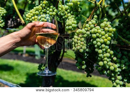 Hand Holding A Glass Of White Wine Against Unripe Fresh Green Grapes Fruits Background Close Up View