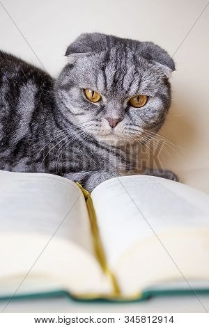 A Funny Scottish Fold Cat Sits Next To An Open Book. The Concept Of Reading Books About Pets. Light 