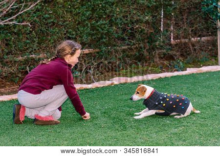 Little Dog Wearing A Sweater Playing With Owner. Teenager Girl Having Fun With Cute And Fashionable 