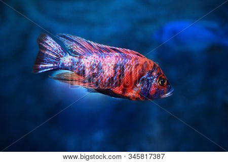 Aulonocara Ob - Orange Blotch/orange Blossom - Peacock Cichlid - Lake Malawi African Cichlid