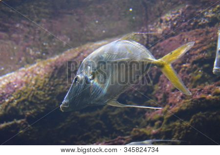 Lockdown Fish Selene Dorsalis Atlantic, Aquarium Berlin Germany