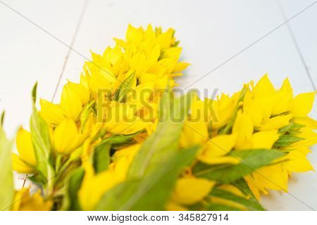 Flowers Of Yellow Moneywort, Lysimachia Nummularia Close Up On Grey Background
