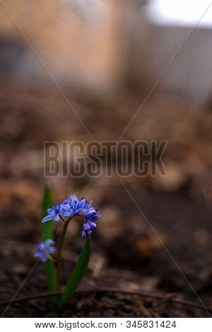 Bluebell Flowers In The Spring Garden Close Up. Background Is Brurred.