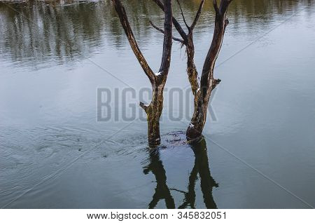 A Lone Tree Partially Submerged During The Spring Season In Russia. River Spill Due To Heavy Rain.