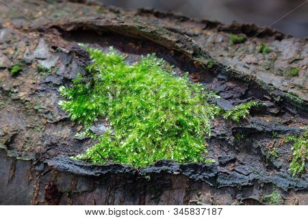 Dicranella Heteromalla Moss Growing On The Branch In The Forest