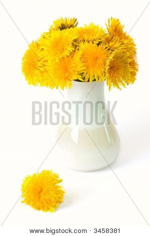 Dandelion Flower