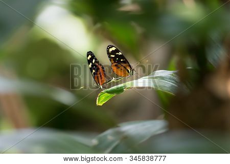 Two Butterflies Mating In The Jungle Of Honduras
