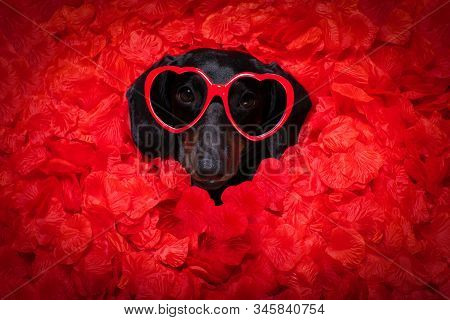 Valentines Wedding Dog In Love