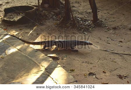 Monitor Lizard On A Stone Walkway In The Phra Nang Beach Area.  Varan On The Railay Peninsul