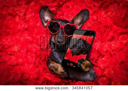 Valentines Wedding Dog In Love