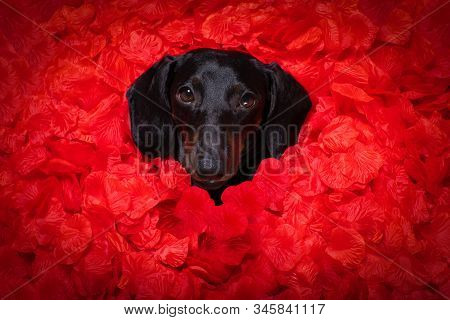Valentines Wedding Dog In Love