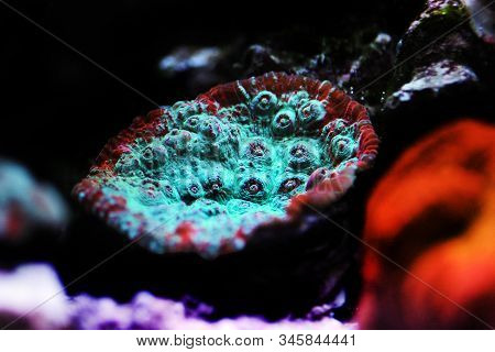 Living Lava Chalice Lps Coral - Pectiniidae Sp.