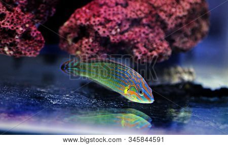 Rainbow Wrasse Salt Water Fish -  Halichoeres Melanurus