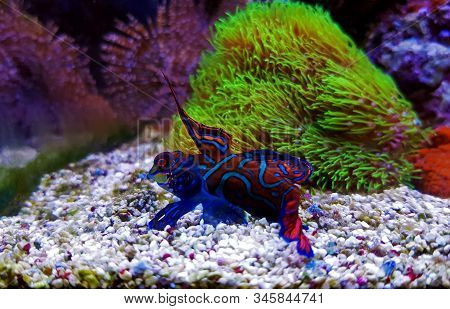 Red Male Mandarin Fish - Synchiropus Splendidus