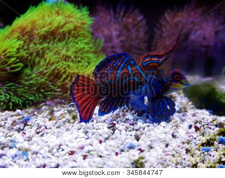 Red Male Mandarin Fish - Synchiropus Splendidus