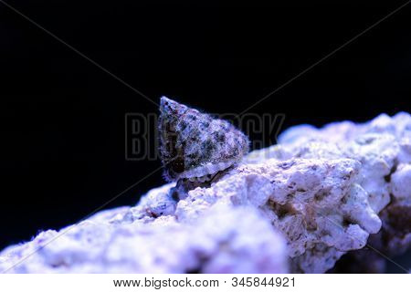 Turban Salt Water Snail - ( Tectus Fenestratus )