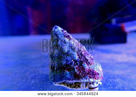 Turban Salt Water Snail - ( Tectus Fenestratus )