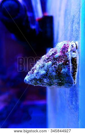 Turban Salt Water Snail - ( Tectus Fenestratus )