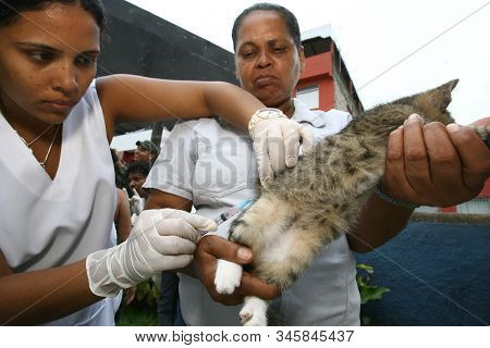 Itabuna, Bahia / Brazil - November 19, 2011: Rabies Vaccination Campaign For Dogs And Cats In The Ci