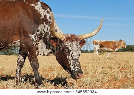 Portrait of a Nguni  cow - indigenous cattle breed of South Africa
