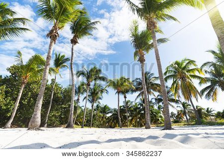 Palm Grove On The Ocean Beach. Undersized Lush Palm Trees Grow In Dense Rows. Sand At The Base Of Th
