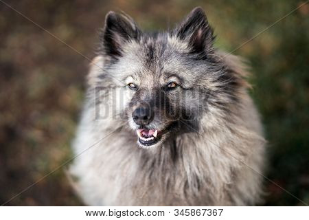 Portrait Of The Dog Keeshond Or Wolfspitz In Outdoor
