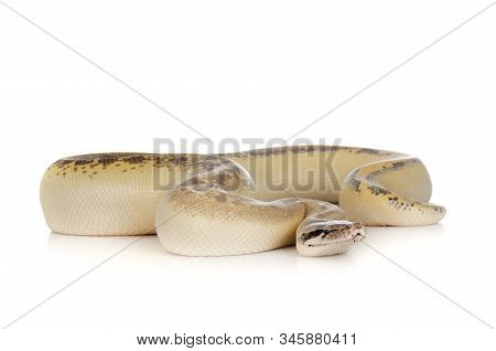 Python Brongersmai In Front Of White Background