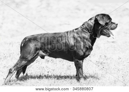 Black And White Photo Adult Dog Of Breed A Rottweiler In The Rack